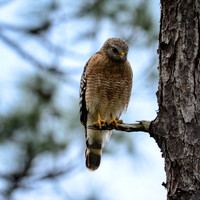Red-shouldered hawk