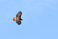 Red-tailed Hawk-3990-3