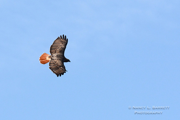Red-tailed Hawk-3990-3