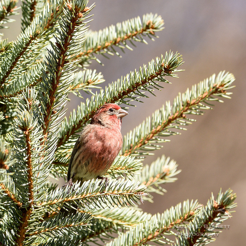 Winter Birds-55841 1x1 300