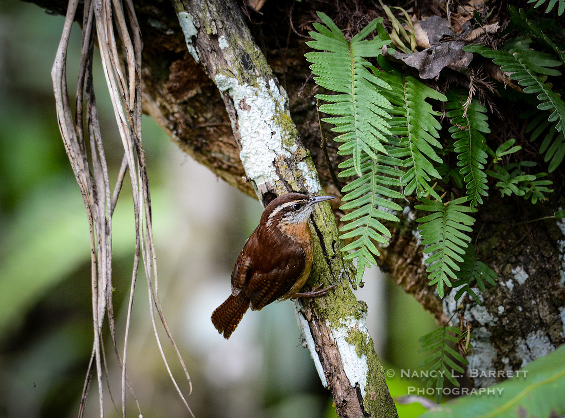 Carolina wren