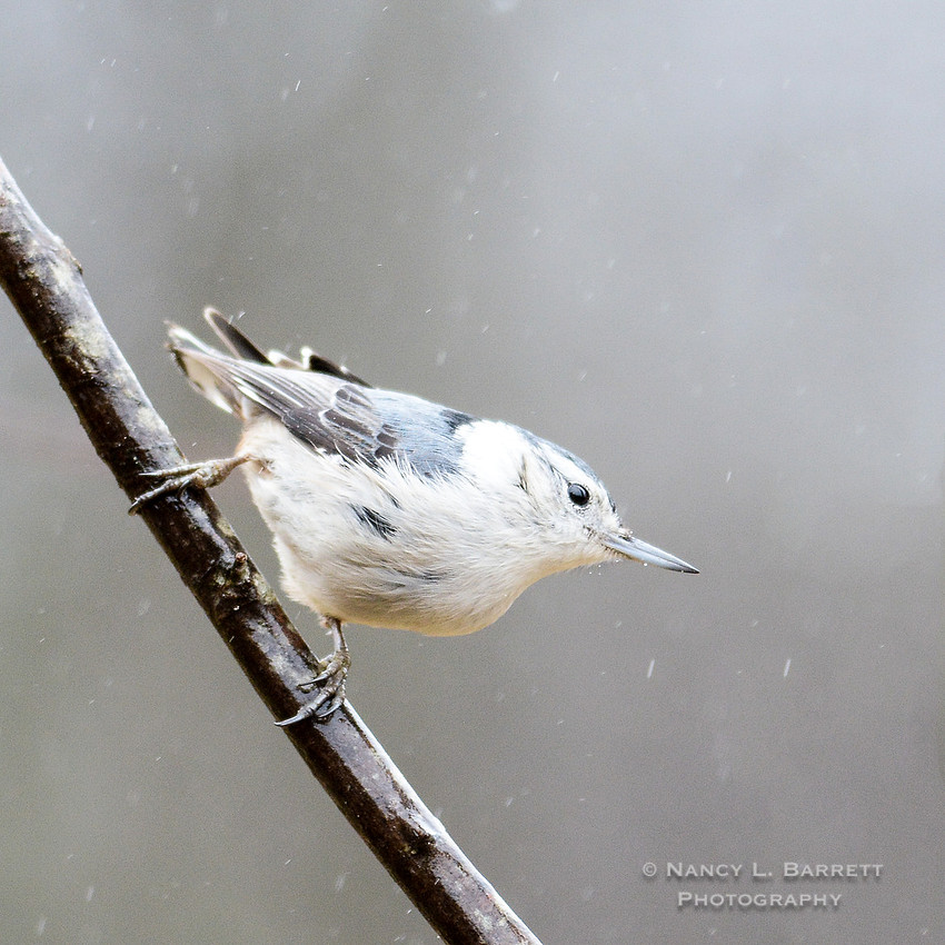 Winter Birds-5630-Edit5 1x1 300