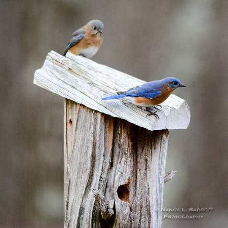 Bluebirds-4029-1
