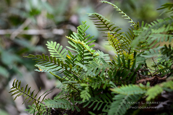 20160112-NLB_4394