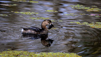 Pied-billed grebe