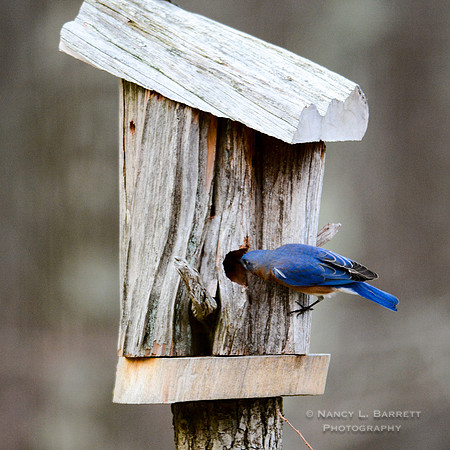 Bluebirds-4030-2