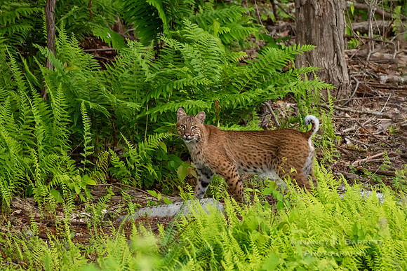Bobcat
