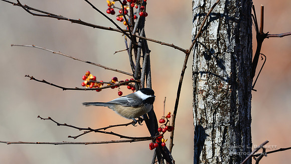 Black-capped Chickadee