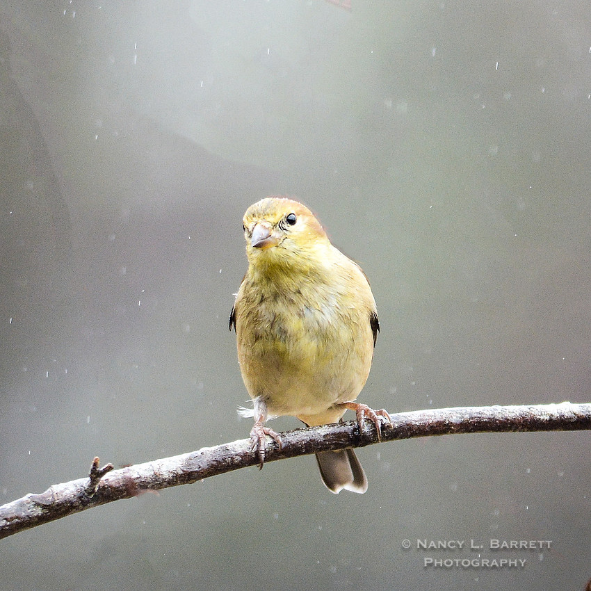Winter Birds-5623-Edit4 1x1 300