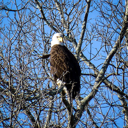 Bald Eagle