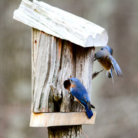 Bluebirds-4032-4