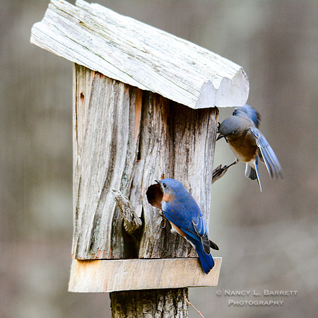 Bluebirds-4032-4