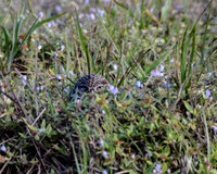 Burrowing Owl