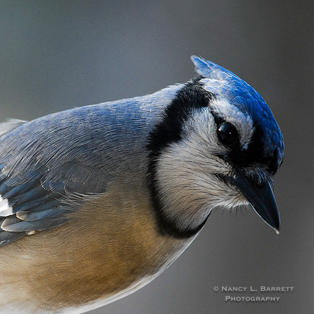 Blue Jay