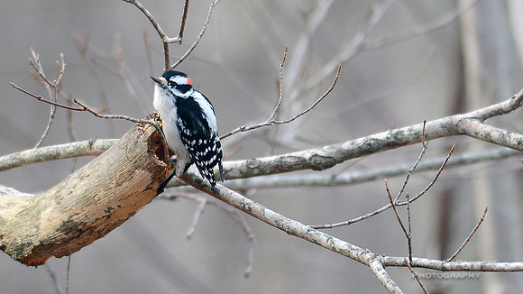 Downy Woodpecker