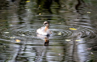 Pied-billed grebe