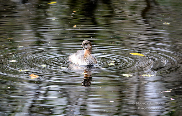 Pied-billed grebe