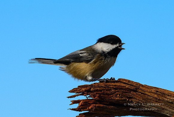 Chickadee Calling