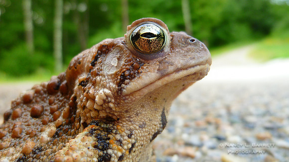 Toad