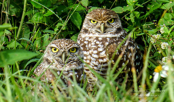 Burrowing Owls