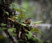 Carolina wren