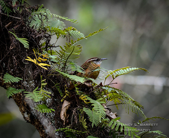 Carolina wren