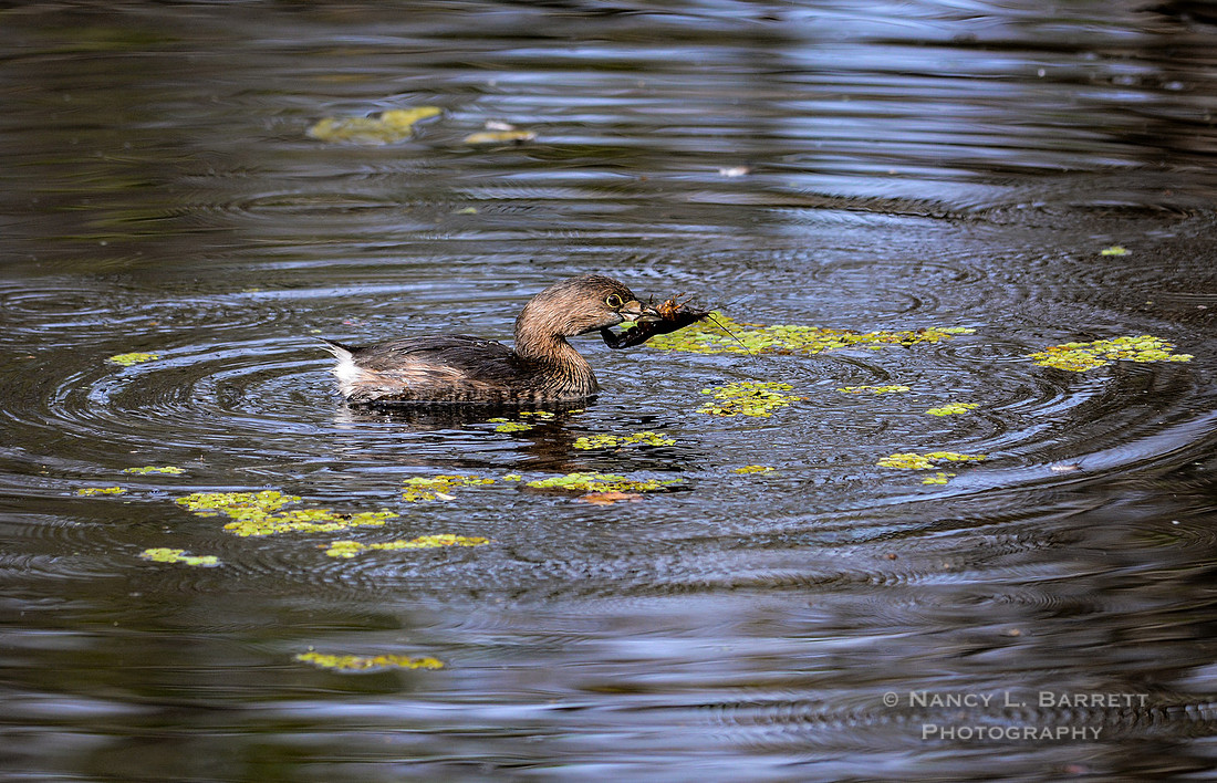 Pied-billed grebe