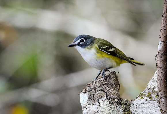 Blue-headed vireo
