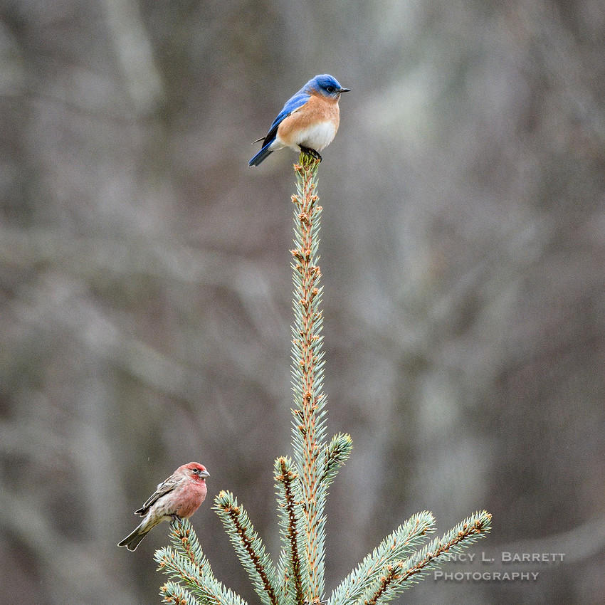 Winter Birds-56053 1x1 300