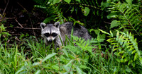 Racoon