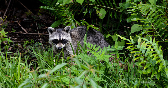 Racoon