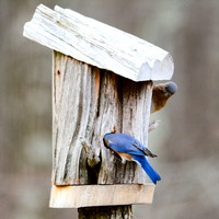 Bluebirds-4031-3
