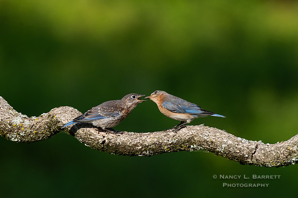 Eastern Bluebird Mom Feeding Juvenile