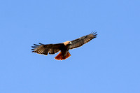 Red-tailed Hawk-4013-5