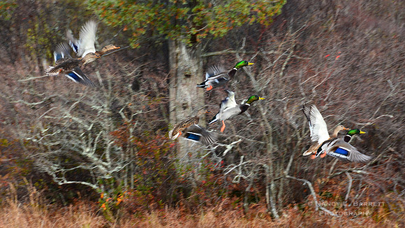 Mallard Ducks