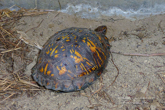 Chip  - May 29 2012