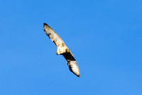 Red-tailed Hawk-3997-4