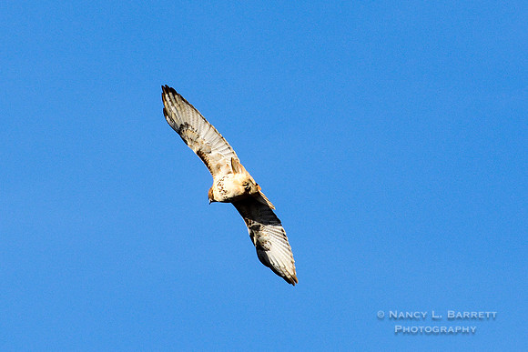 Red-tailed Hawk-3997-4