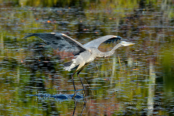 Great Blue Heron