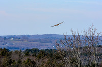 Red-tailed Hawk-3967-1