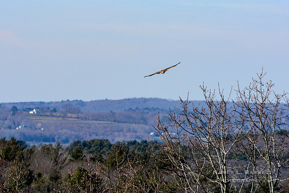 Red-tailed Hawk-3967-1