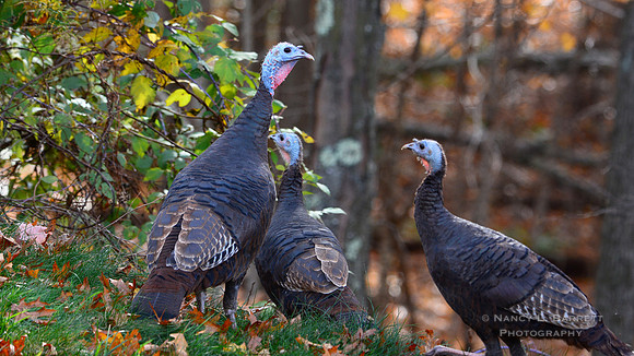 Wild Turkeys
