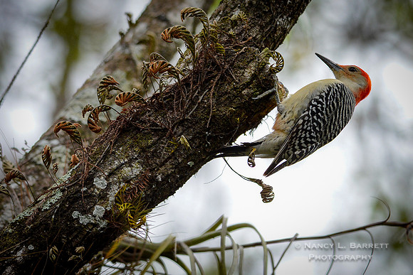 Red-bellied woodpecker