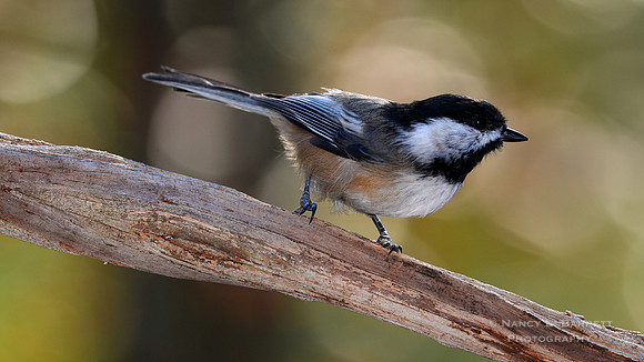 Black-capped Chickadee