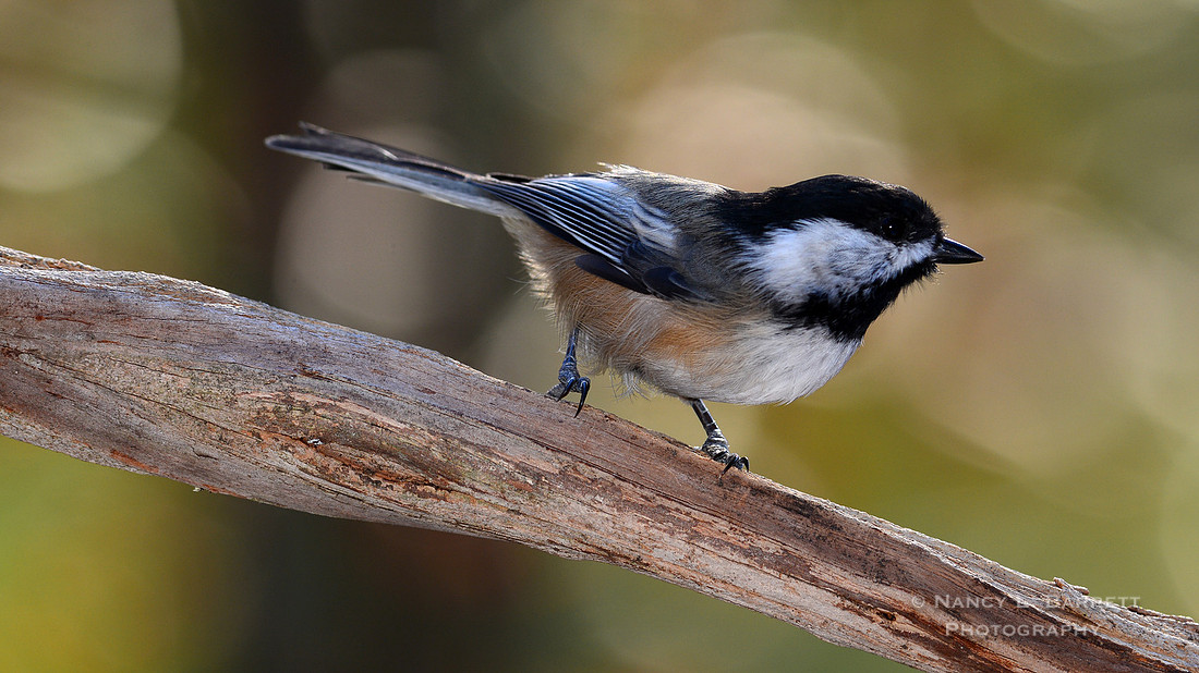 Black-capped Chickadee