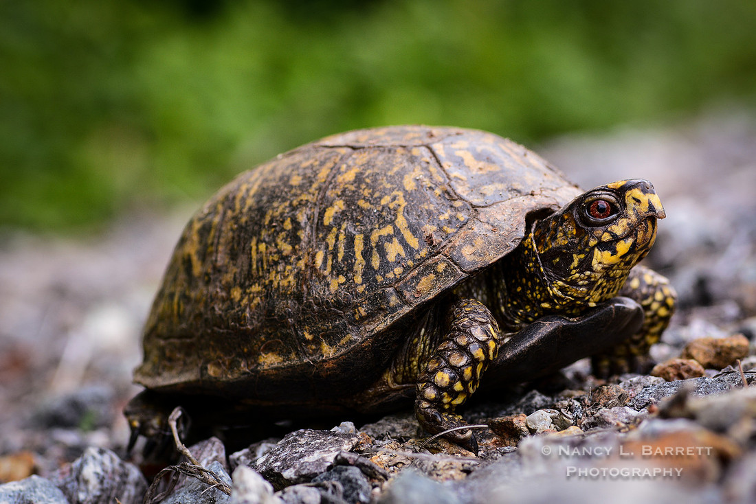 Eastern Box Turtle