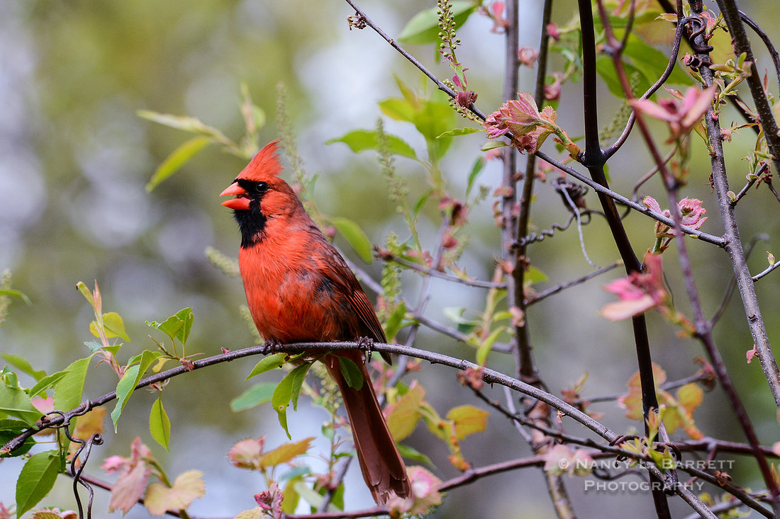 Northern Cardinal