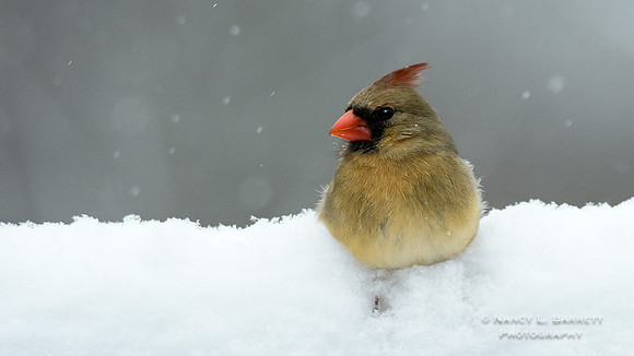 Northern Cardinal