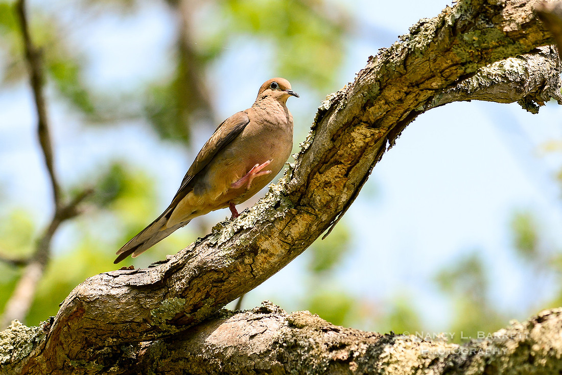 Spring Birds-238 MOD 3 2