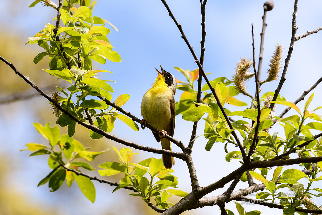 Common yellowthroat